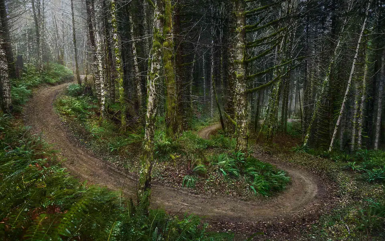 A rugged forest trail